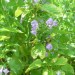 Mellichamp's Skullcap